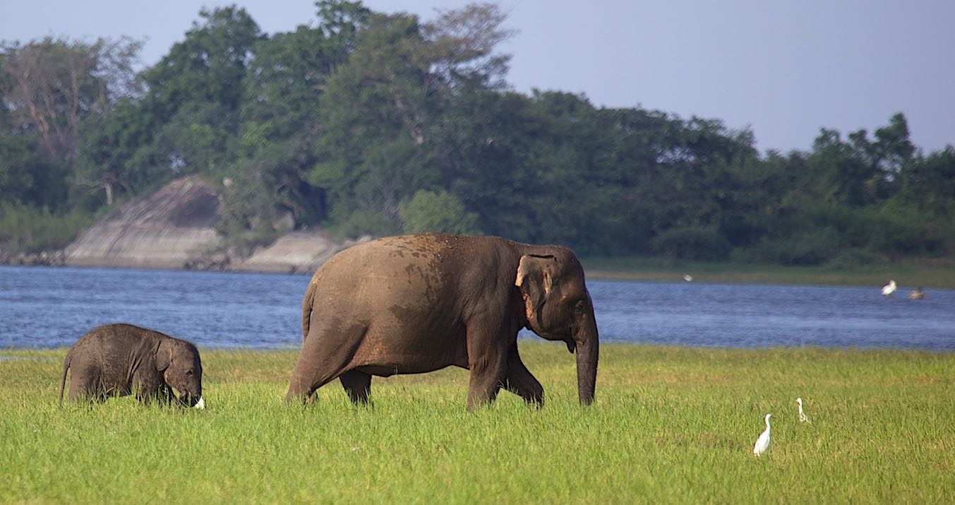 Tell Tale holidays to Sri Lanka