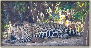Jaguar in Brazil