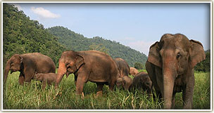 Nature holidays and private tours in Thailand
