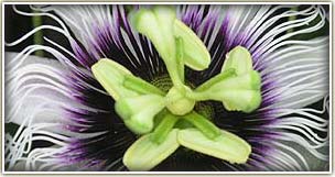 Thailand festival holiday