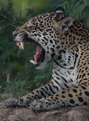 jaguar in the pantanal