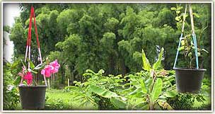 Visit lush jungle in northern Thailand