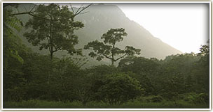 Visit national parks and mountains in northern Thailand