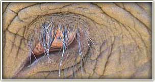 Surin Elephant RoundUp