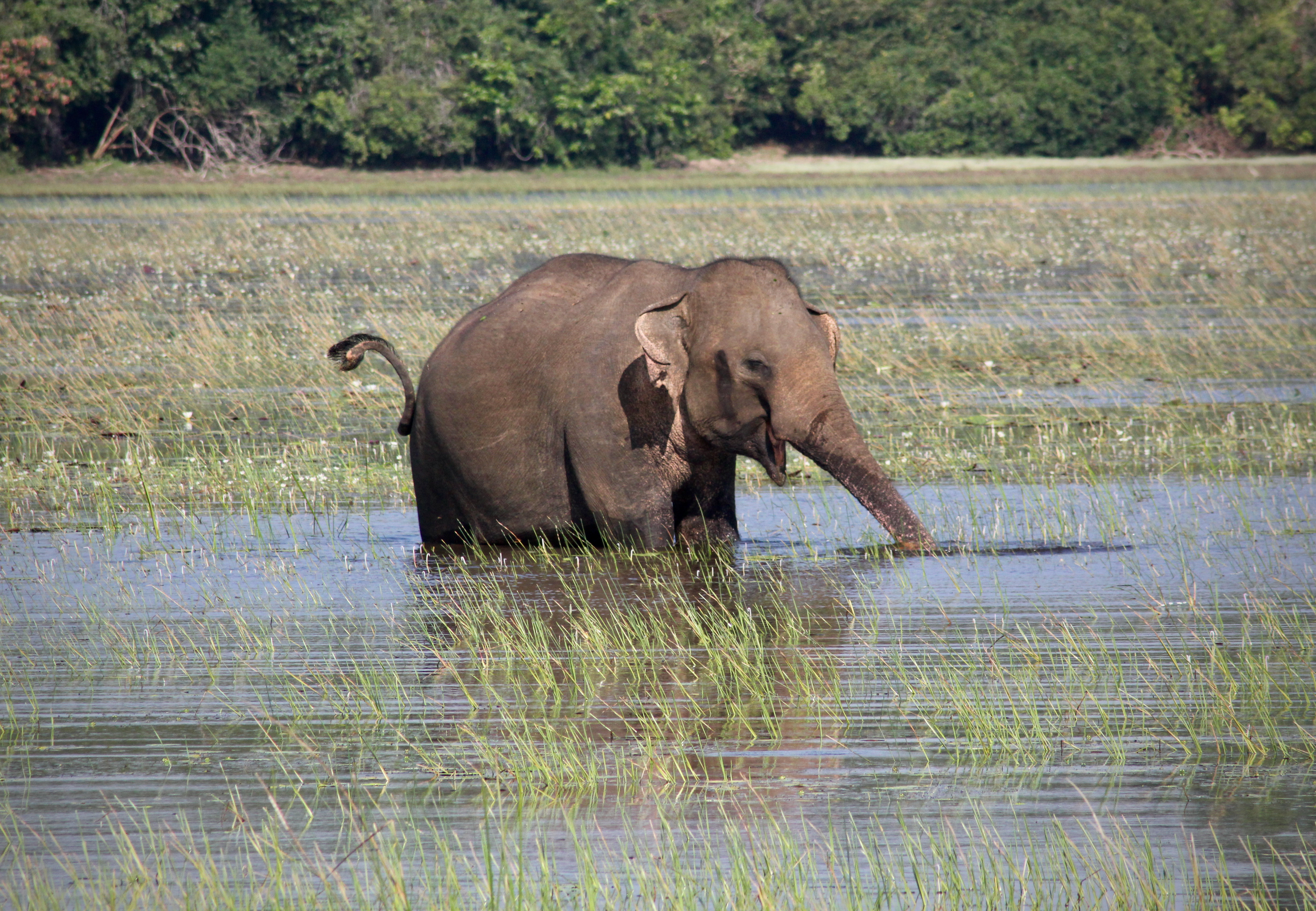 elephant in Wilpattu