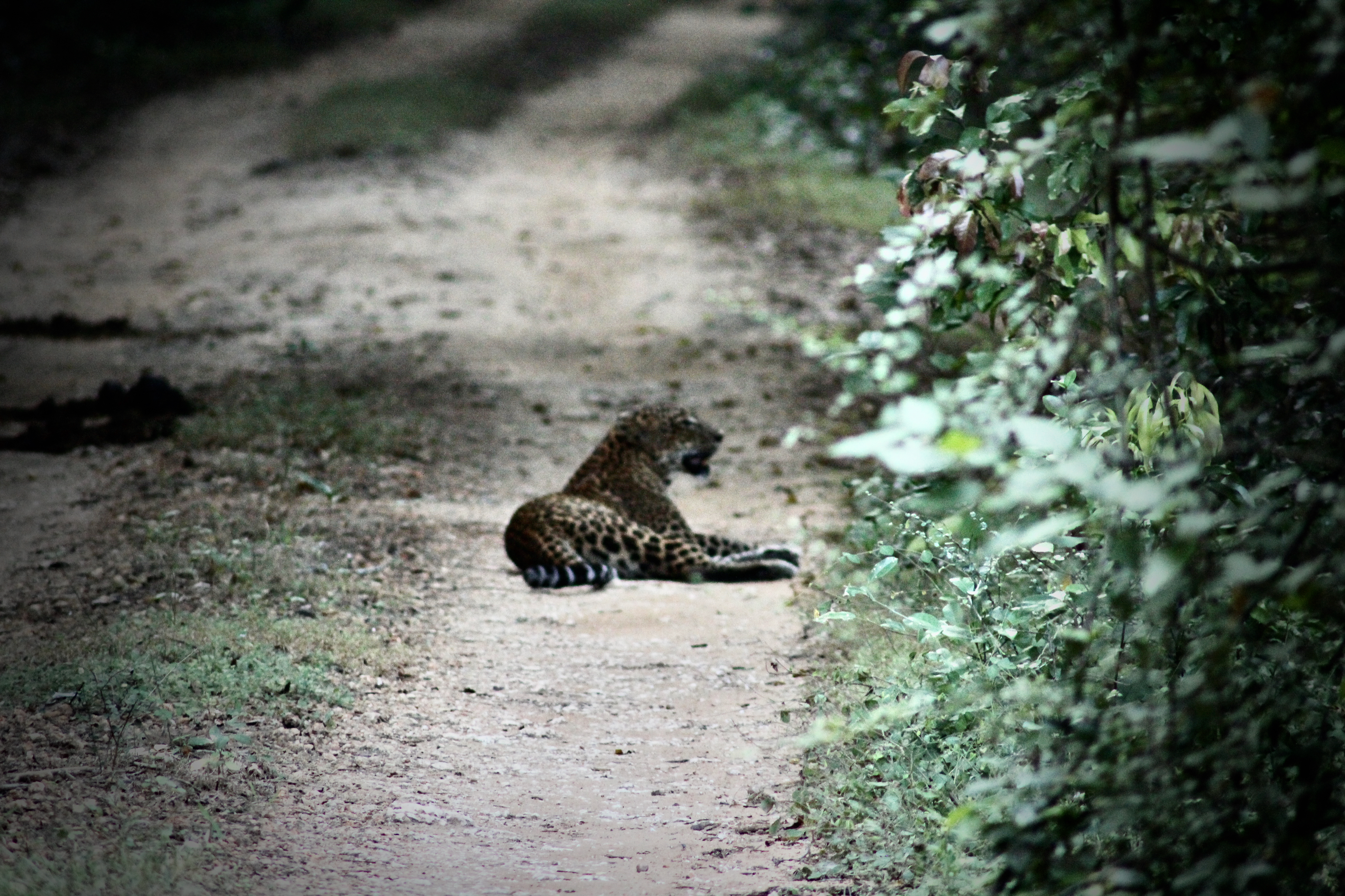 sloth bear in Wilpattu