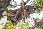 leopard in Sri Lanka
