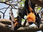 bats in Sri Lanka