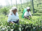 tea pickers in Sri Lanka