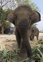 baby elephant by bev lee