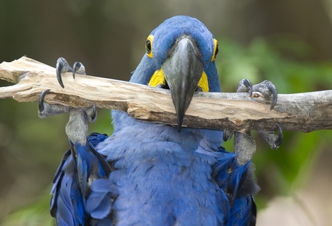 macaw