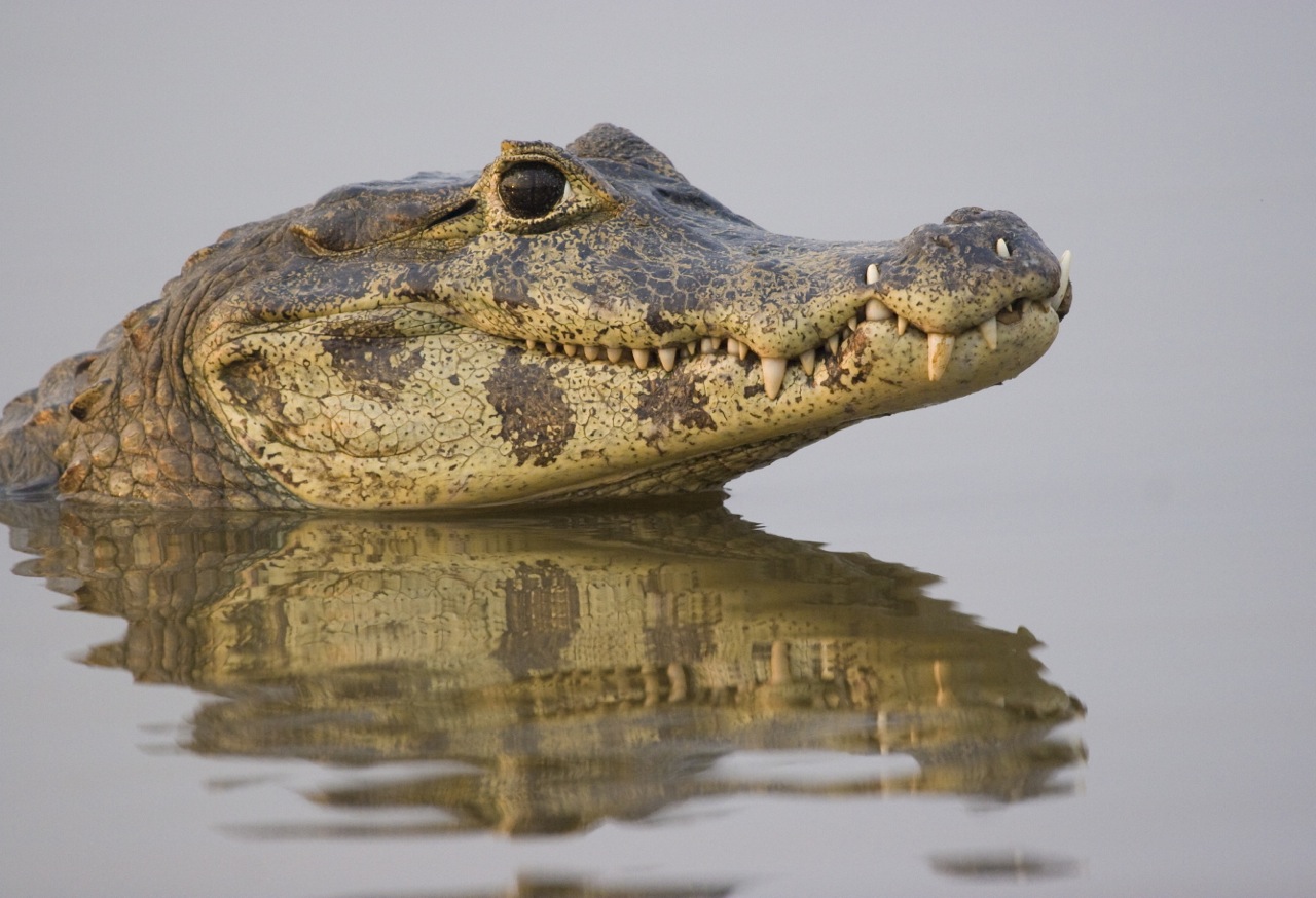 caiman