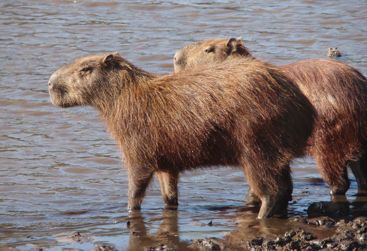 capybara