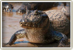 caiman