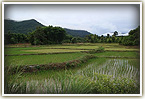 rice field in thailand