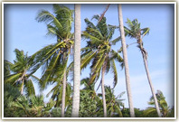 coconut trees in thailand