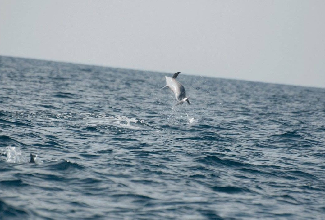 dolphins in kalpitiya