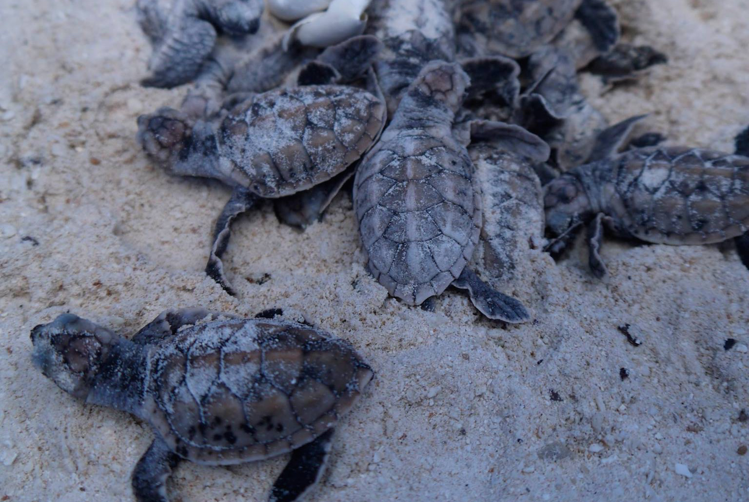 baby turtles on ko talu