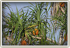 pineapple tree