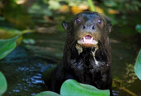 river otter
