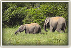 elephants in sri lanka