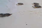 turtles on ko talu